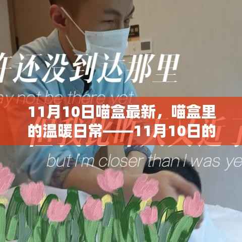 喵盒里的温暖日常,11月10日的奇妙时光记录