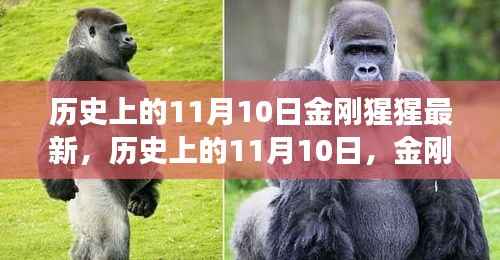 历史上的11月10日，金刚猩猩的最新解读与观点阐述