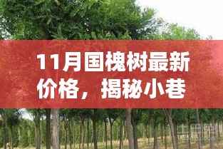 揭秘国槐情缘,小巷深处的特色小店与最新国槐树价格解析