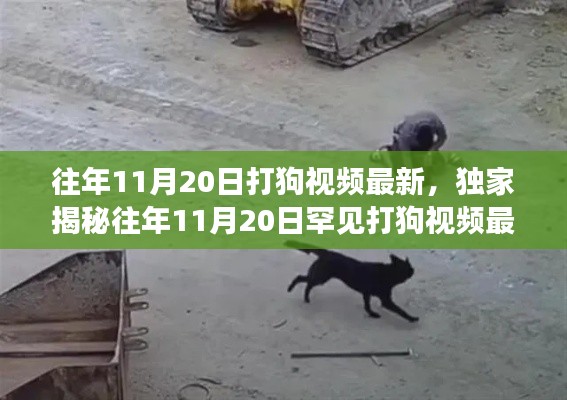 独家揭秘,往年11月20日罕见打狗事件回顾与最新视频盘点,真相揭秘!