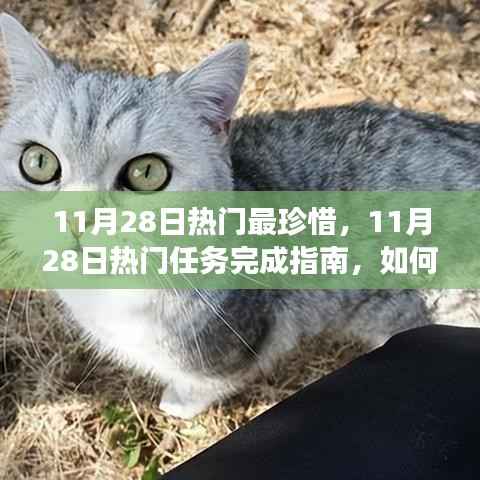11月28日热门任务完成指南,高效珍惜每一天,实现学习与进步的飞跃
