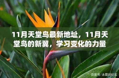 11月天堂鸟新翼展翅，学习变化力量，自信翱翔人生蓝天