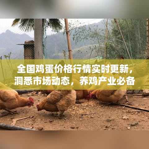 全国鸡蛋价格行情实时更新，洞悉市场动态，养鸡产业必备参考资讯平台