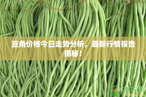 豆角价格今日走势分析，最新行情报告揭秘！