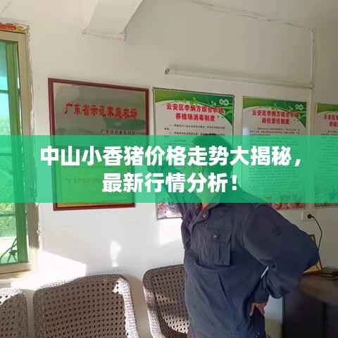 中山小香猪价格走势大揭秘,最新行情分析!