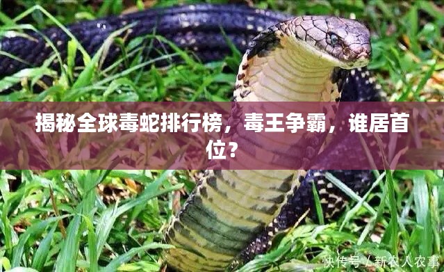揭秘全球毒蛇排行榜,毒王争霸,谁居首位?