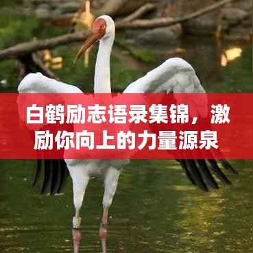 白鹤励志语录集锦，激励你向上的力量源泉