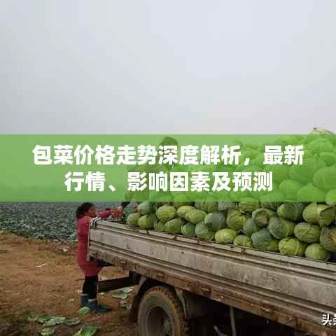 包菜价格走势深度解析,最新行情、影响因素及预测