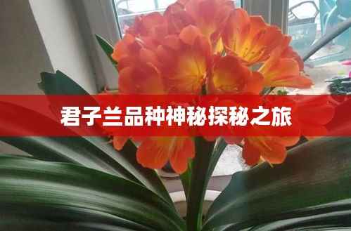 君子兰品种神秘探秘之旅