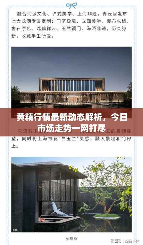 黄精行情最新动态解析,今日市场走势一网打尽
